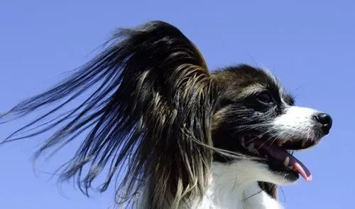 蝴蝶犬能看家吗 对环境反映敏锐的狗狗 | 蝴蝶犬