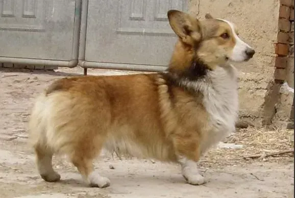 柯基犬|美容专家告诉你如何给柯基犬外表大改造
