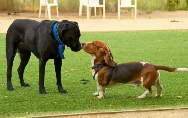 腊肠犬|7个方法让忧郁的腊肠犬重拾往日欢乐