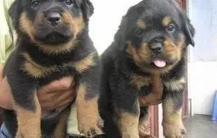 罗威纳犬|我家罗威纳犬睡觉的时候会尿床什么原因