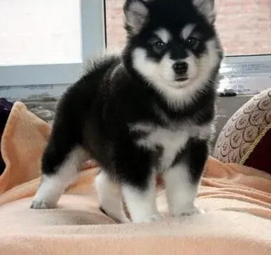 阿拉斯加犬|阿拉斯加犬具备的习性有哪些？如何利用