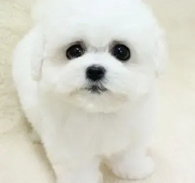 比熊犬|怎样使毛发稀少的比熊犬长出茂密的毛发