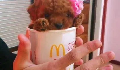 贵宾犬|我家贵宾犬的左边眼睛睁不开怎么回事