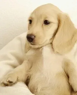 金毛|怎样解决金毛犬频繁的排气现象