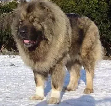 高加索犬|快乐进餐法 如何能让多只高加索犬和平进餐