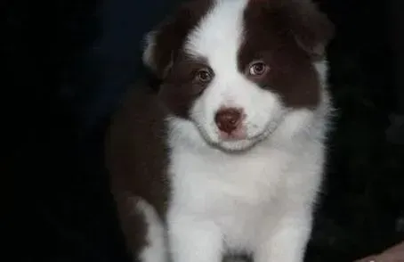 边境牧羊犬|自家边境牧羊犬正常吃饭为什么还是很瘦呢