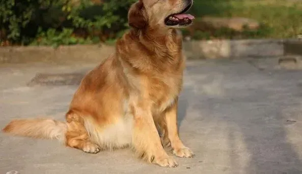 金毛|找穴不出错 金毛犬的三大穴位简介