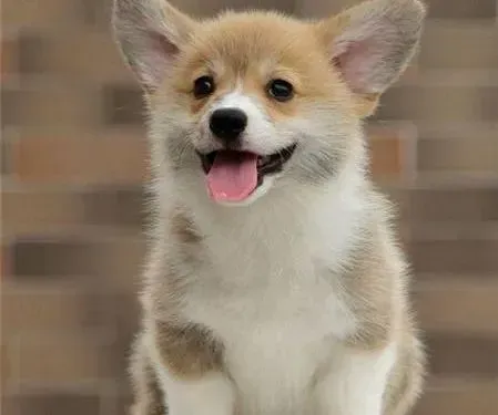柯基犬|柯基犬脚趾炎的治疗办法