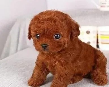 泰迪犬|训练技巧 如何让泰迪犬变的乖巧听话