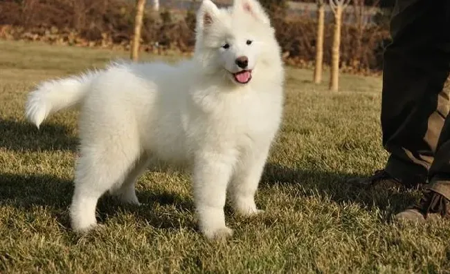 银狐犬|银狐犬最近拉稀，全身痒是什么病