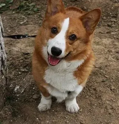 柯基犬|柯基犬在运动中的伤情应该怎样处理