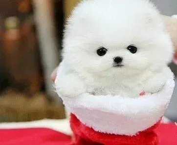 博美犬|博美犬突然拉血了是什么问题