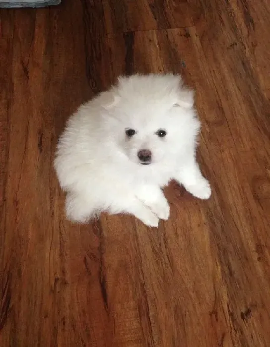 银狐犬|银狐犬打完疫苗6天了可以给它洗澡吗