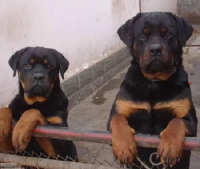 罗威纳犬|外出期间如何训练让罗威纳犬跟随主人的脚步