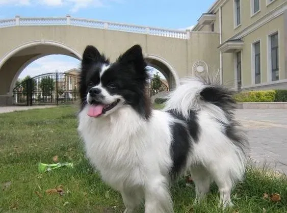 蝴蝶犬|如何改掉蝴蝶犬不爱吃正餐的坏习惯