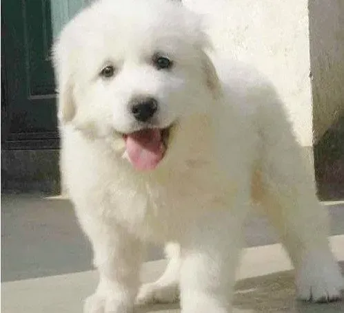 大白熊犬|大白熊犬吃塑料袋后吐了如何是好