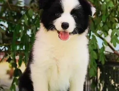 边境牧羊犬|怎样让边境牧羊犬的毛发生长的更加旺盛