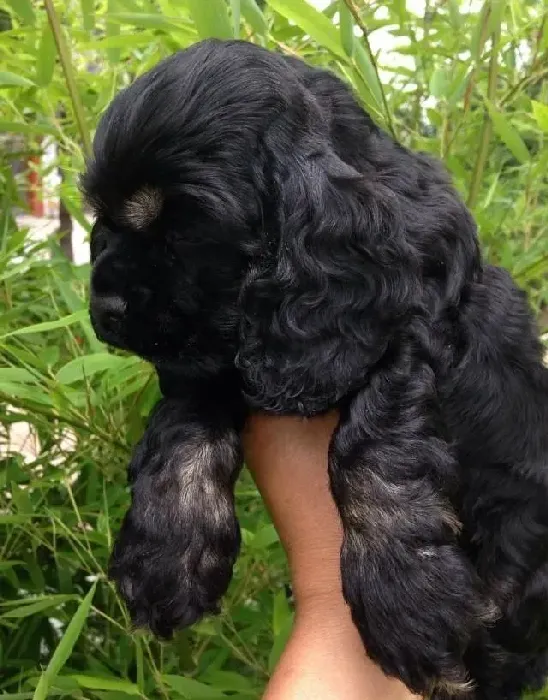 可卡犬|护理可卡犬最值得学习的地方