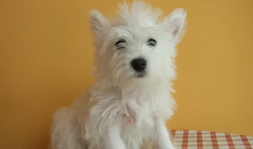 西高地白梗凶吗 会拿它当作狩猎犬 | 西高地白梗