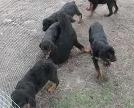 罗威纳犬|罗威纳犬总拉稀是什么毛病 怎么治疗