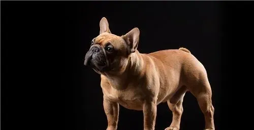 法国斗牛犬的品相 法国斗牛犬外貌特征 | 法国斗牛犬