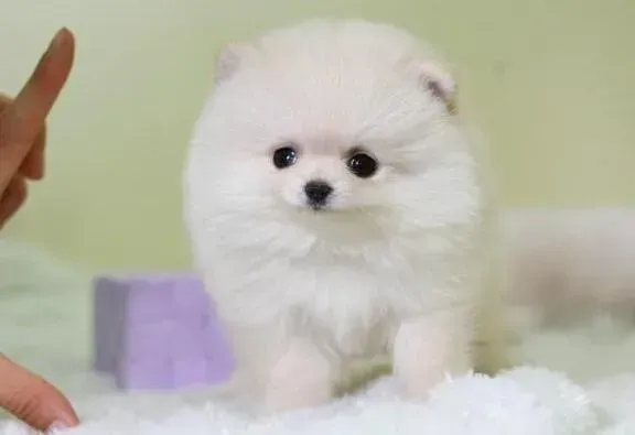 银狐犬|银狐犬的脖子长了一个大包是什么问题