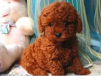 泰迪犬|分析泰迪犬吃生肉的利与弊有哪些