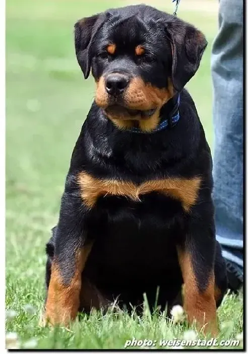 罗威纳犬|怎样给罗威纳犬合理搭配营养元素