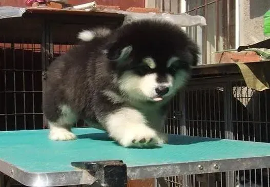 阿拉斯加犬|求阿拉斯加犬狗粮的做法