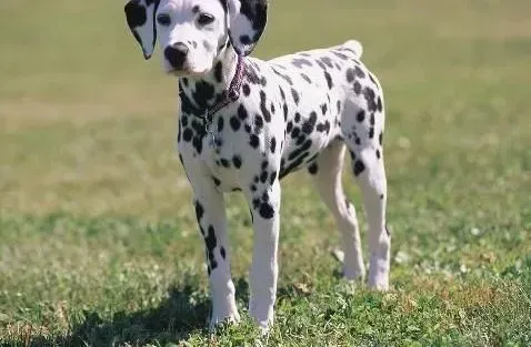 斑点狗|斑点狗的生活中不能忽视日常锻炼的重要性