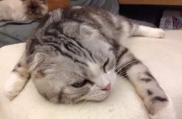 爱猫献上死亡壁虎 怕它伤心爸爸假装开心吃掉 | 猫