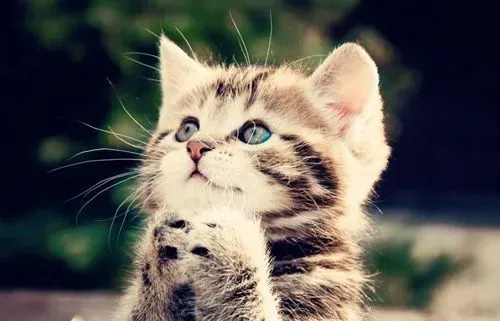 猫咪吃什么猫粮好 猫粮根据猫咪特别需要选择 | 猫咪