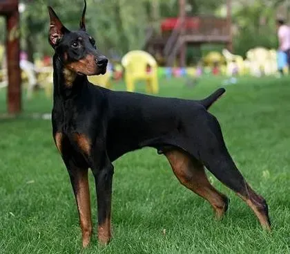 杜宾犬|怎样训练性格过于内向的杜宾犬