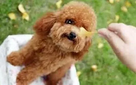 贵宾犬|养狗须知的行为学 贵宾犬有哪些行为习惯