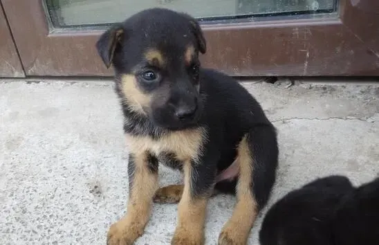 罗威纳犬怎么看纯种 辨别罗威纳犬是否纯种技巧 | 罗威纳犬