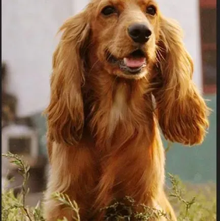 可卡犬|健康小常识 可卡犬出现口臭的原因及治疗方法