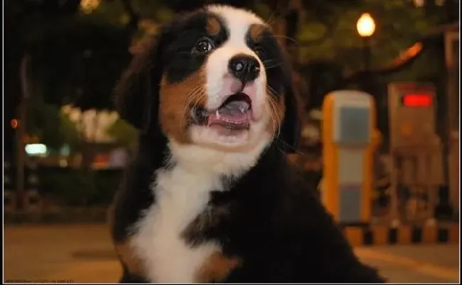 伯恩山犬|伯恩山犬的饮食健康需要注意的事项