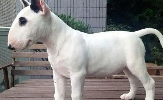 牛头梗|从风水角度谈牛头梗犬的喂养