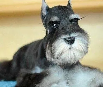 雪纳瑞|雪纳瑞吃哪些食物会有棒棒的身体