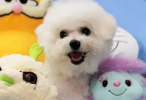 比熊犬|针对病因解决比熊犬乱吃东西的毛病