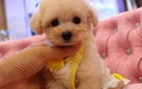 贵宾犬|如何教会贵宾犬使用自己专用的坐便器