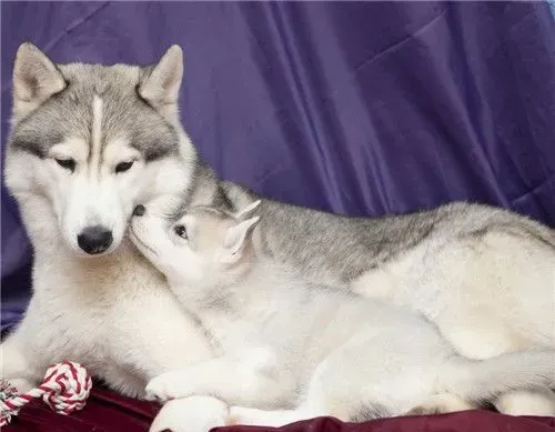 阿拉斯加雪橇犬的性格 阿拉斯加的养护知识 | 阿拉斯加雪橇犬