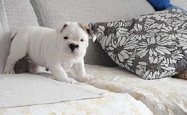 英国斗牛犬|斗牛犬的眼皮下面长了一个红疙瘩是什么东西