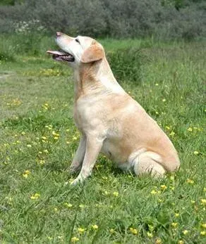 拉布拉多|揭晓喂养拉布拉多犬的技巧和窍门