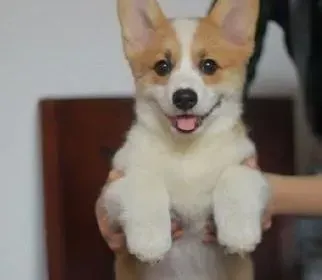 柯基犬|柯基犬断奶之后应该怎么健康的饲养