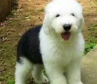 古代牧羊犬|古代牧羊犬咳嗽，有浓眼屎该吃什么药