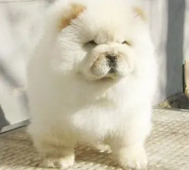 松狮犬|松狮犬在夏季最容易患上的疾病之肠胃不适