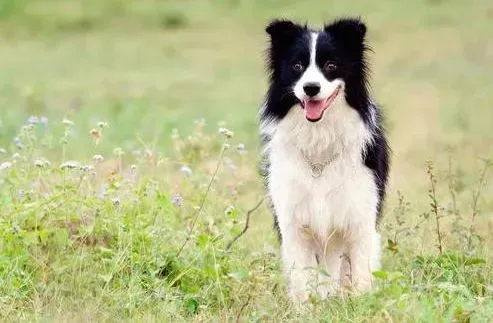 边境牧羊犬|关于边境牧羊犬的磨牙工具大盘点