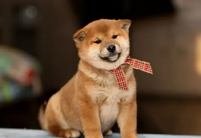 柴犬和柯基区别 柴犬和柯基性格的详细分析 | 柴犬