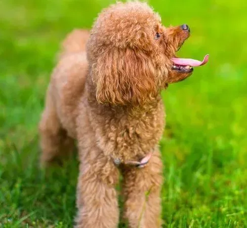 贵宾犬|贵宾犬在分娩时的步骤包括哪些